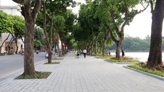 BÓ VỈA GỐC CÂY GIẢ ĐÁ